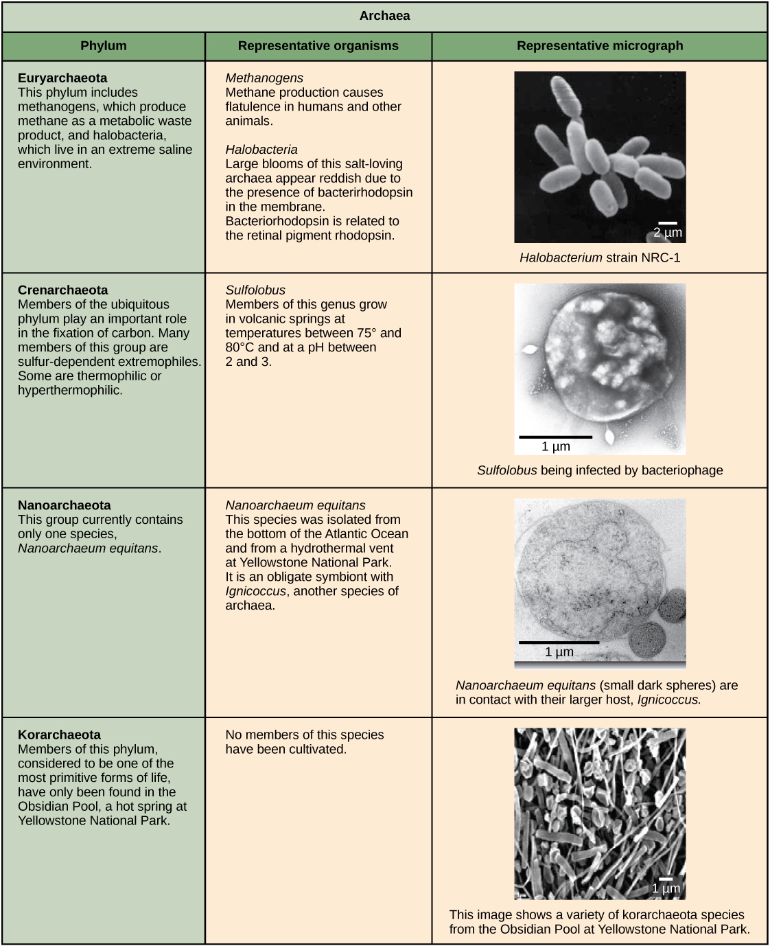 Structure of Prokaryotes · Biology
