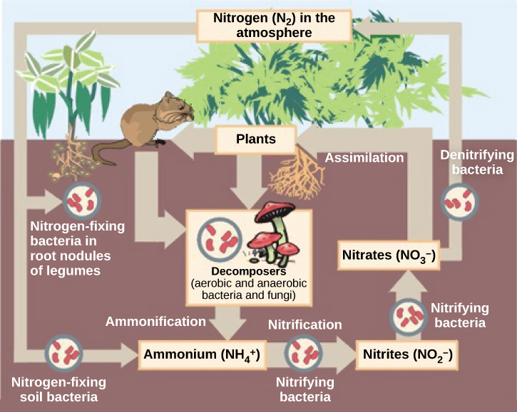 What Is The Role Of Denitrifying Bacteria In The Nitrogen Cycle