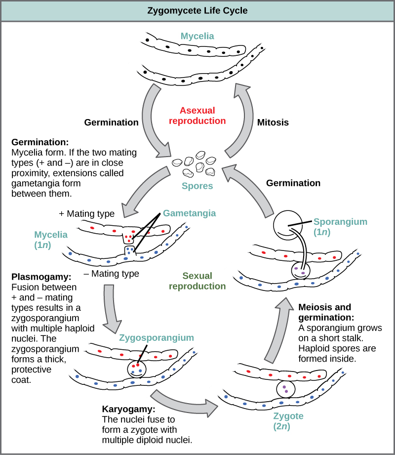 Classifications Of Fungi Biology