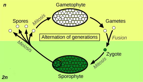  The plant life cycle has haploid and diploid stages. The cycle begins when haploid (1n) spores undergo mitosis to form a multicellular gametophyte. The gametophyte produces gametes, two of which fuse to form a diploid zygote. The diploid (2n) zygote undergoes mitosis to form a multicellular sporophyte. Meiosis of cells in the sporophyte produces 1n spores, completing the cycle.