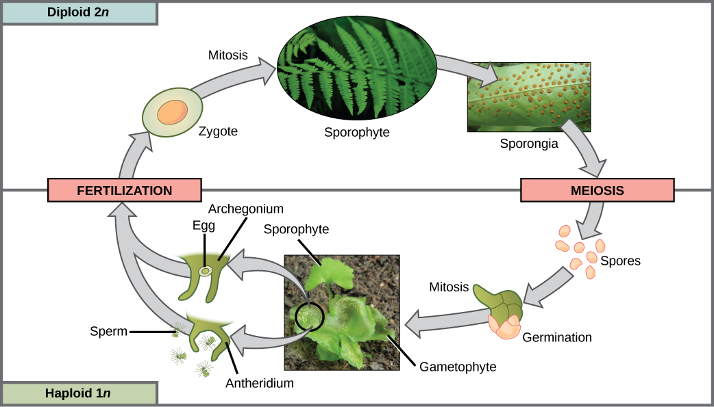 plants that make spores