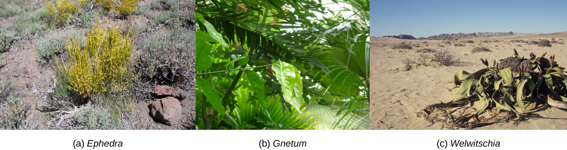 Gymnosperms · Biology