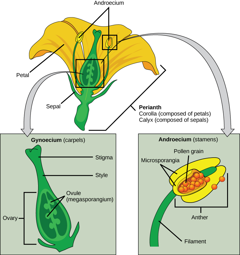 Angiosperms · Biology