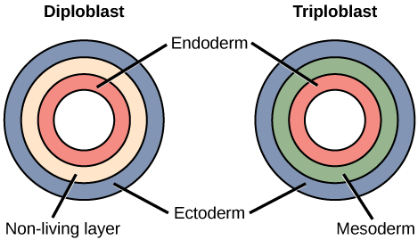 The left illustration shows the two embryonic germ layers of a diploblast. The inner layer is the endoderm, and the outer layer is the ectoderm. Sandwiched between the endoderm and the ectoderm is a non-living layer. Right illustration shows the three embryonic germ layers of a triploblast. Like the diploblast, the triploblast has an inner endoderm and an outer ectoderm. Sandwiched between these two layers is a living mesoderm.