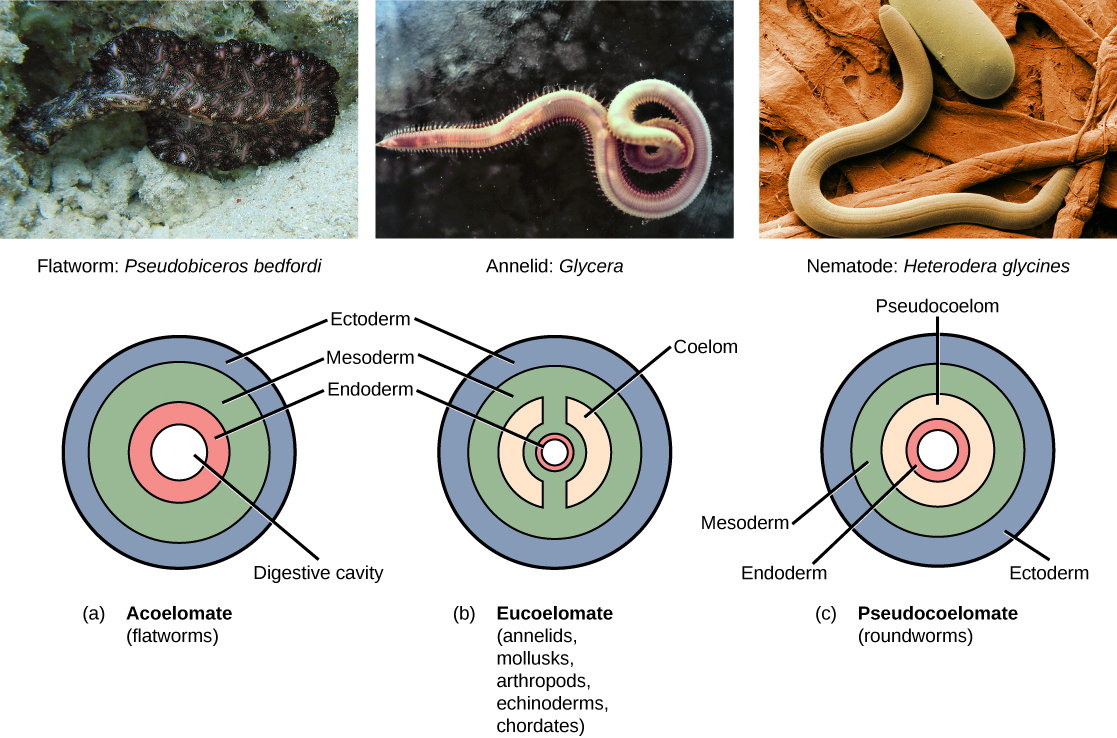 Features Used To Classify Animals Biology Features Used To Classify Animals Biology