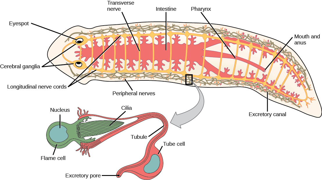 Superphylum Lophotrochozoa · Biology