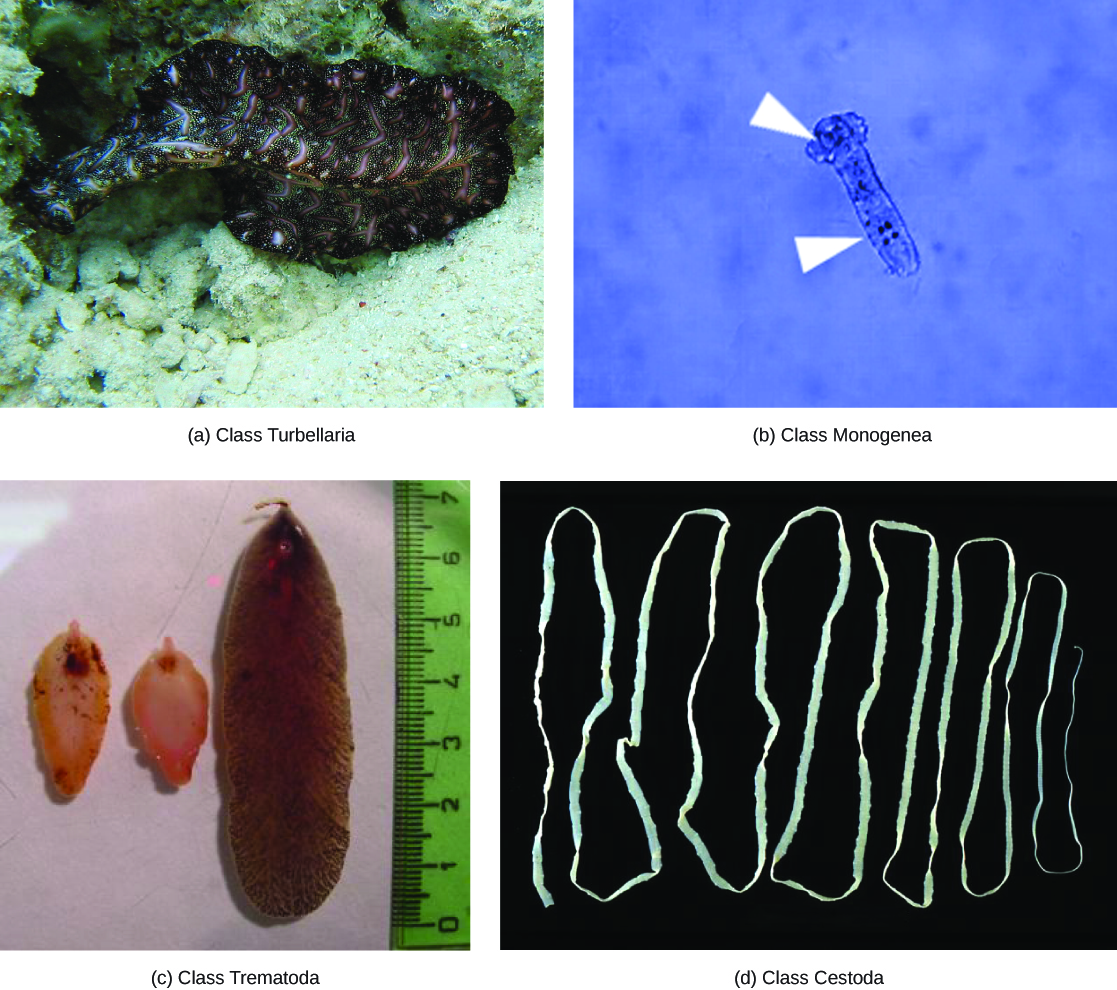 Photo A shows a Bedford’s flatworm from the class Turbellaria. The worm has the appearance of a fringed ribbon, black with pink stripes, swimming above the sand. Photo B shows a Dactylogyrus from the class Monogenea. The worm’s body is a long, thin translucent oval with bulges at one end that give the appearance of a head. Three dark spots appear in the head, and four more dark spots three-quarters appear of the way down the body. Anchors that enable the worm to latch onto gills are located near these spots. Photo C shows a foot- shaped brown worm. Photo D shows a long, thin ribbon-like white worm.