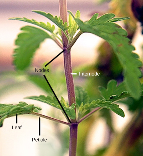 stems-biology