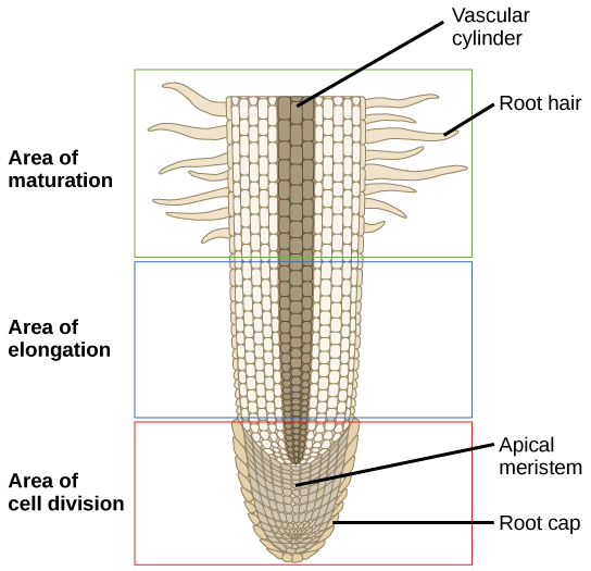 Roots · Biology