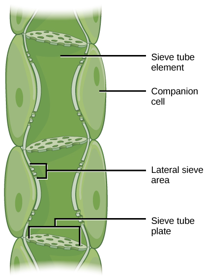 Phloem is comprised of cells called sieve-tube elements. Phloem sap travels through perforations called sieve tube plates. Neighboring companion cells carry out metabolic functions for the sieve-tube elements and provide them with energy. Lateral sieve areas connect the sieve-tube elements to the companion cells. Illustration shows phloem, a column-like structure that is composed of stacks of cylindrical cells called sieve-tube elements. Each cell is separated by a sieve-tube plate. The sieve-tube plate has holes in it, like a slice of Swiss cheese. Lateral sieve areas on the side of the column allow different phloem tubes to interact.