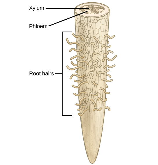 Root Hair Cell Diagram Ks3