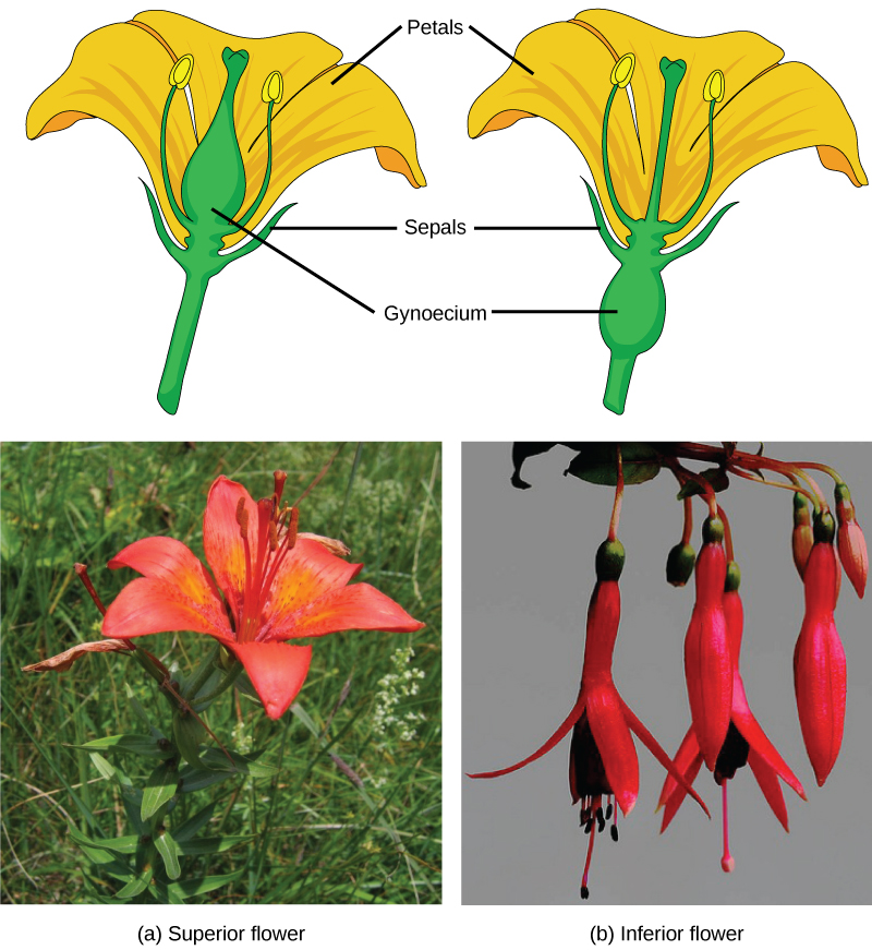 Reproductive Development and Structure · Biology