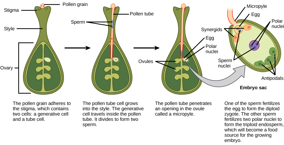 Pollination and Fertilization · Biology