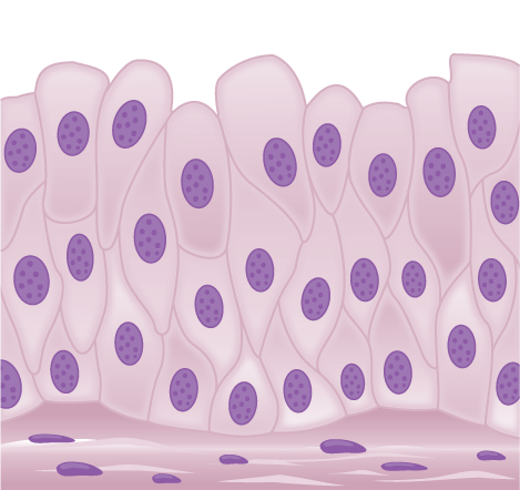 Illustration shows tall, diamond-shaped cells layered one on top of the other.