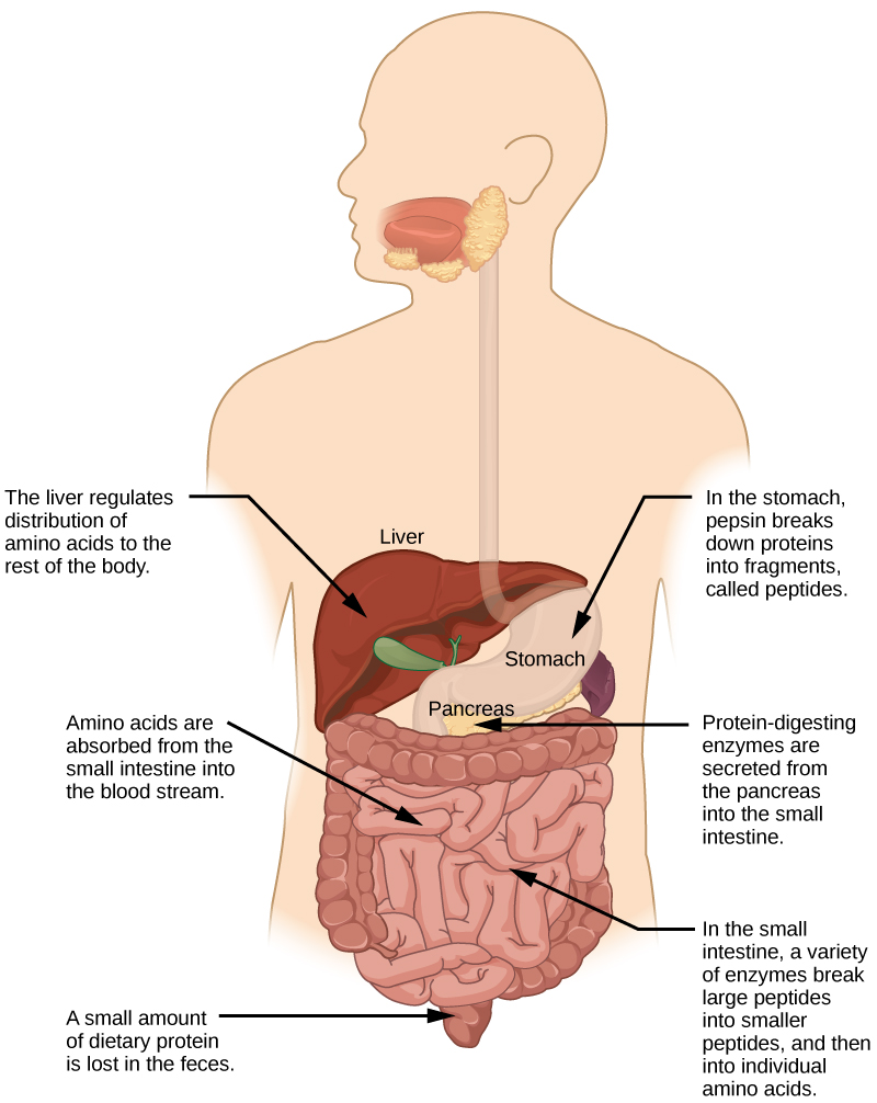 digestive-system-processes-biology