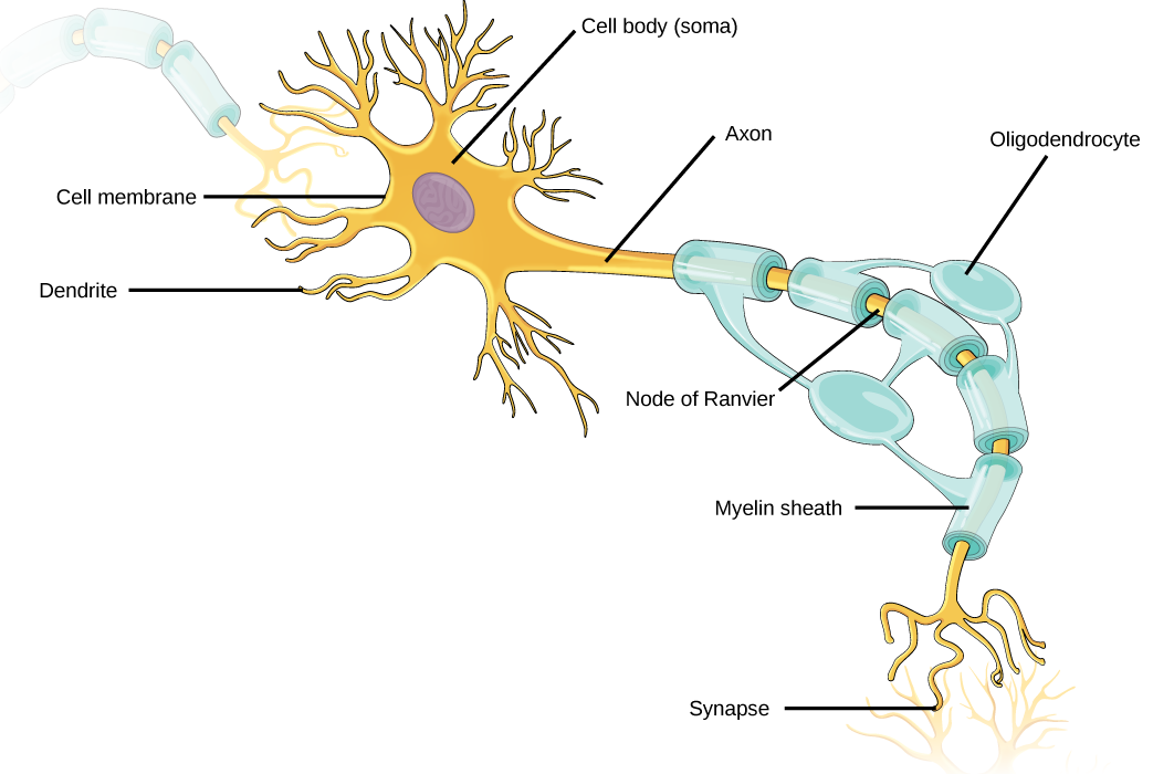 how many neuron connections in the brain for different species