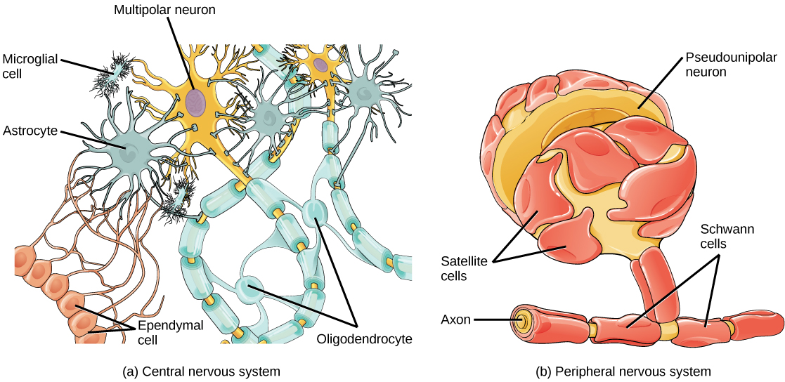 body to brain neurons