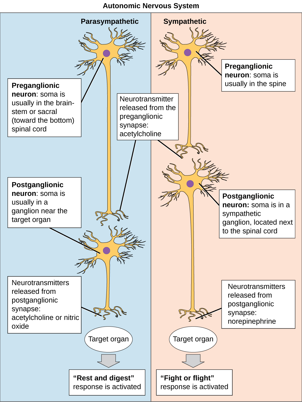 the-peripheral-nervous-system-biology