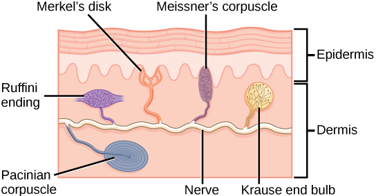 somatosensation-biology