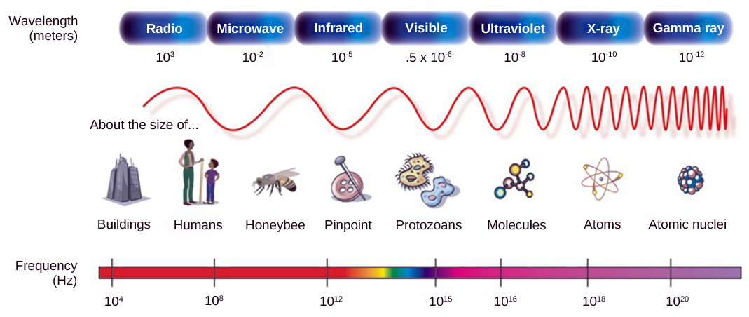 vision-biology