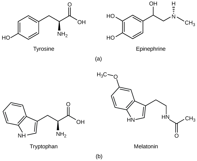 Types of Hormones · Biology