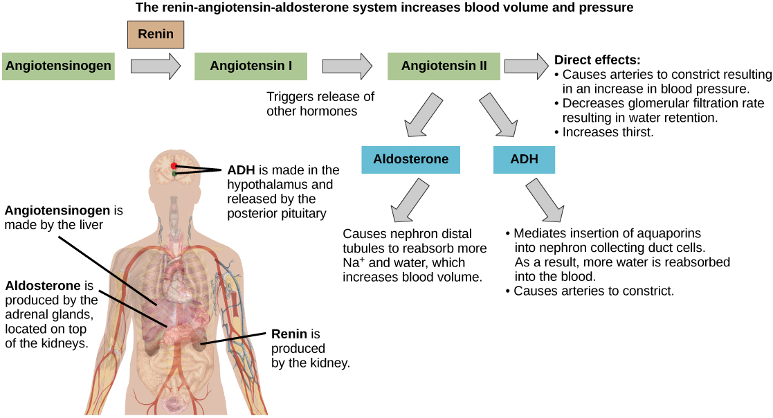 what hormones do adrenal glands produce