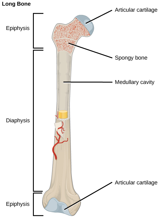 Bone · Biology