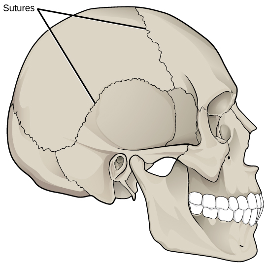 bones-and-muscles-the-skeletal-system-class-5-notes-cbse-class