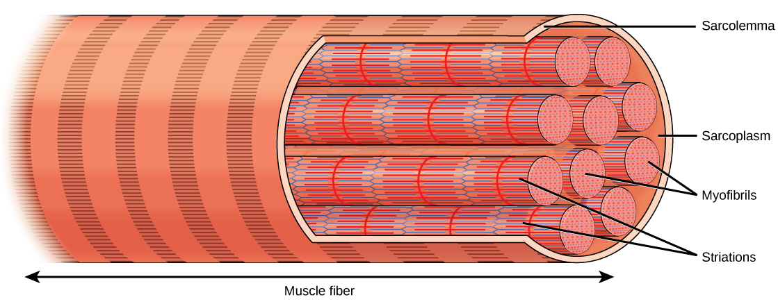 Muscle Contraction And Locomotion Biology