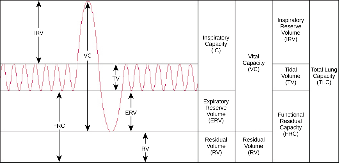 gas-exchange-across-respiratory-surfaces-biology