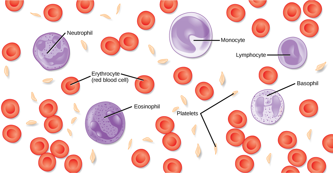 4 Types Of Blood Cells And Their Functions