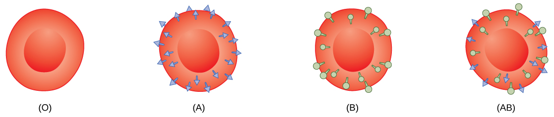 Type O, type A, type B and type AB red blood cells are shown. Type O cells do not have any antigens on their surface. Type A cells have A antigen on their surface. Type B cells have B antigen on their surface. Type AB cells have both antigens on their surface.
