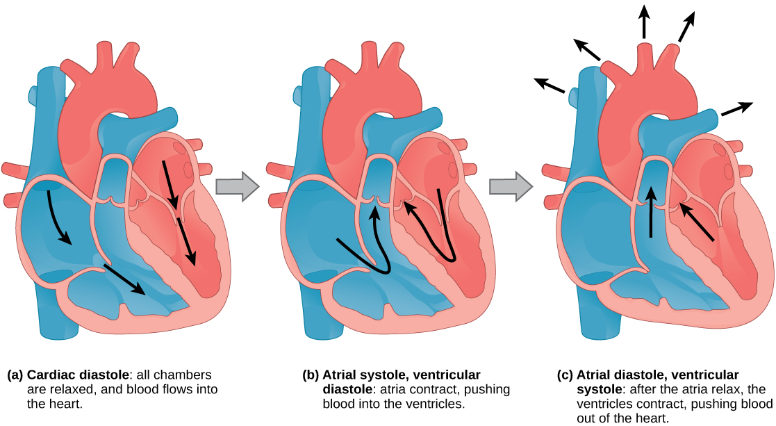 Mammalian Heart and Blood Vessels · Biology