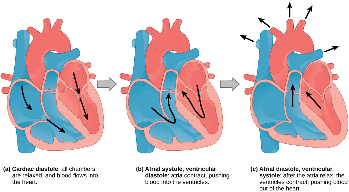 Mammalian Heart And Blood Vessels Biology