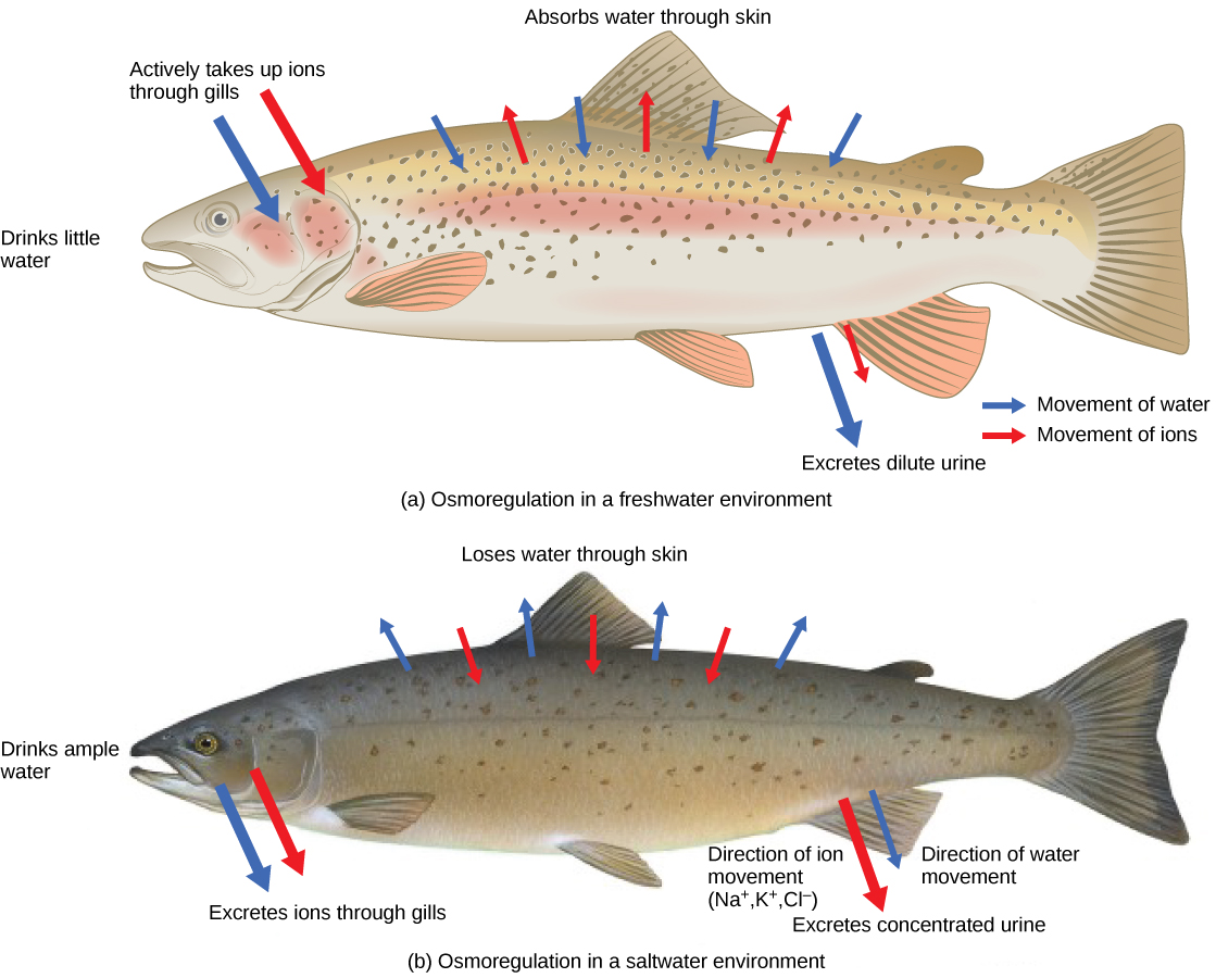 Osmoregulation and Osmotic Balance · Biology