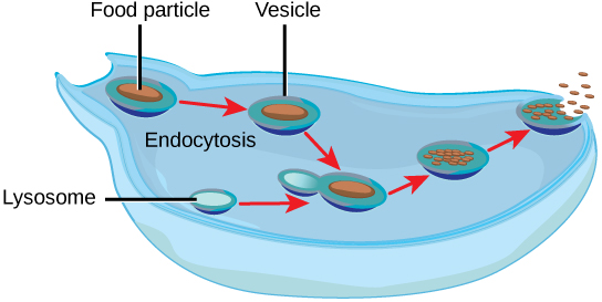 Excretion Systems Â· Biology