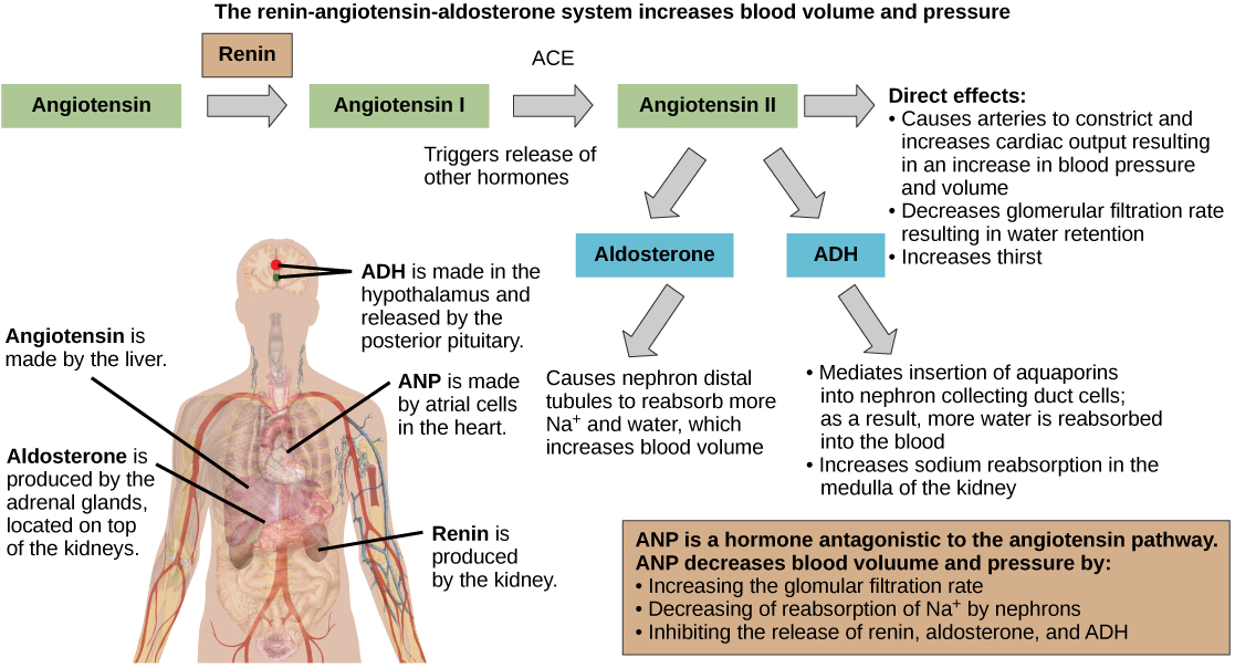 Adrenaline High Blood Pressure Aslja