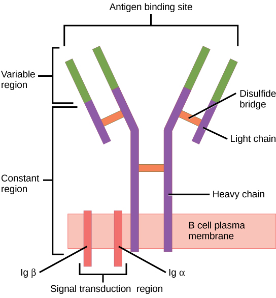 Illustration shows a B cell receptor that has two column-like subunits, called heavy chains, projecting up from the plasma membrane. Each column bends away from the other about halfway up, resulting in a Y-shaped structure. Two shorter subunits, called light chains, join the heavy chains after the bend. The upper portion of both the light and heavy chains is the variable region that makes up the antigen binding site. The bottom of both light and heavy chains forms the constant region. The signal transduction region consists of two proteins, Ig beta and Ig alpha, embedded in the plasma membrane, with projections on the cytoplasmic side.