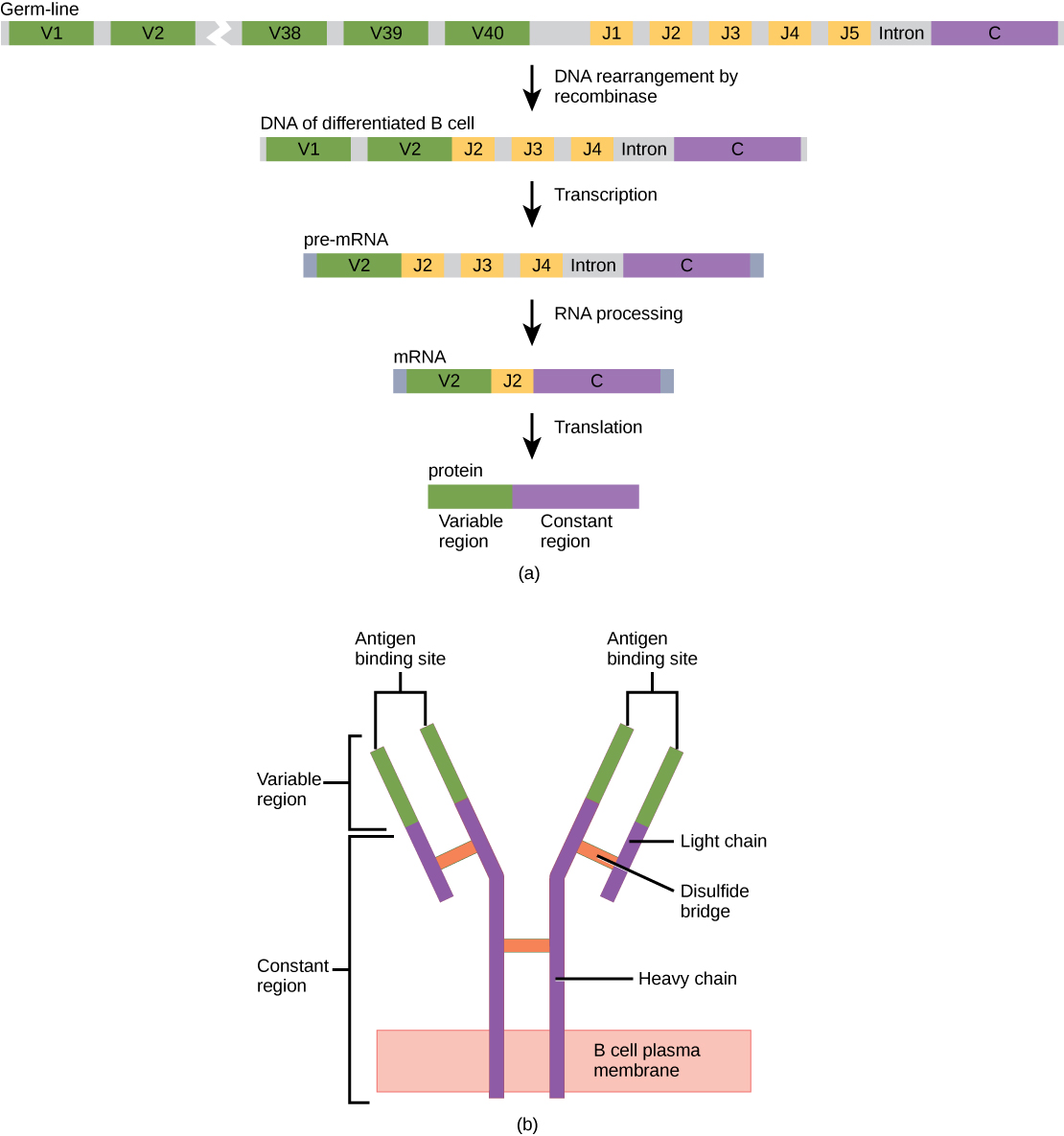 Antibodies · Biology