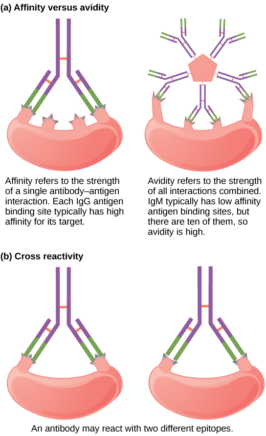 antibodies-biology