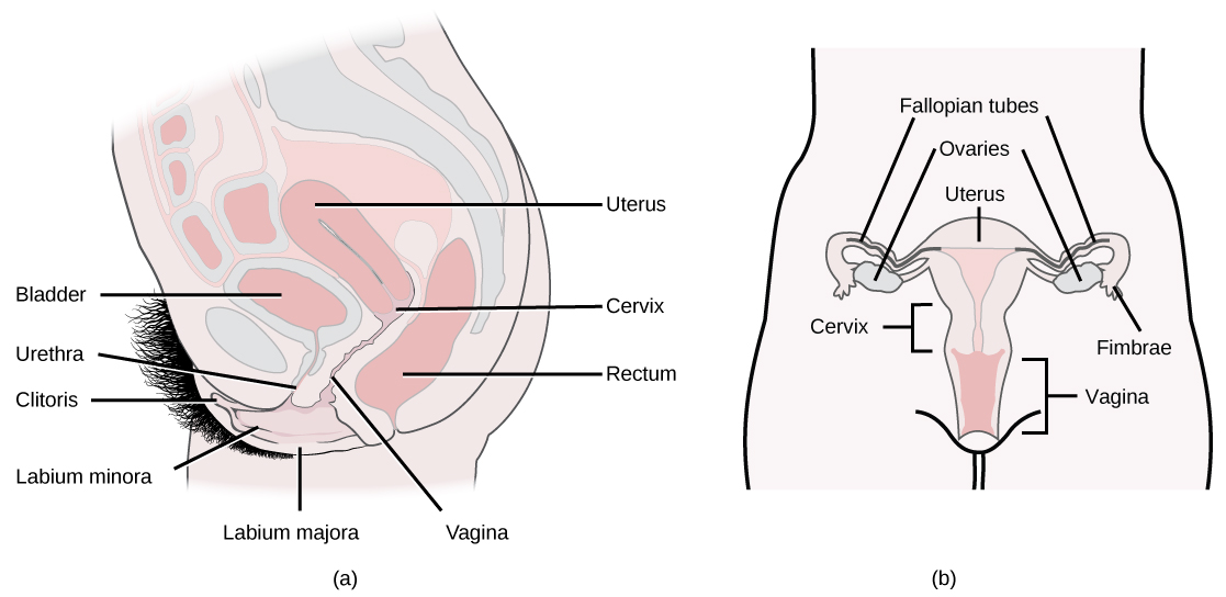 Side and front views of female reproductive organs are shown. The vagina is wide at the bottom, and narrows into the cervix. Above the cervix is the uterus, which is shaped like a triangle pointing down. Fallopian tubes extend from the top sides of the uterus. The Fallopian tubes curve back in toward the uterus, and end in fingerlike appendages called fimbriae. The ovaries are located between the fimbriae and the uterus. The urethra is located in front of the vagina, and the rectum is located behind. The clitoris is a structure located in front of the urethra. The labia minora and labia majora are folds of tissue on either side of the vagina.