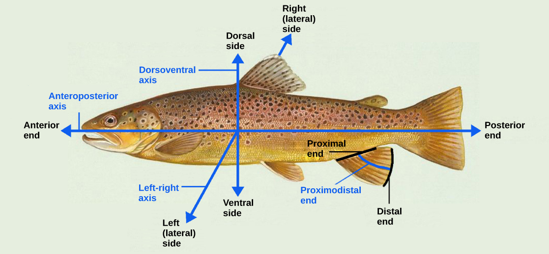 Organogenesis and Vertebrate Formation · Biology