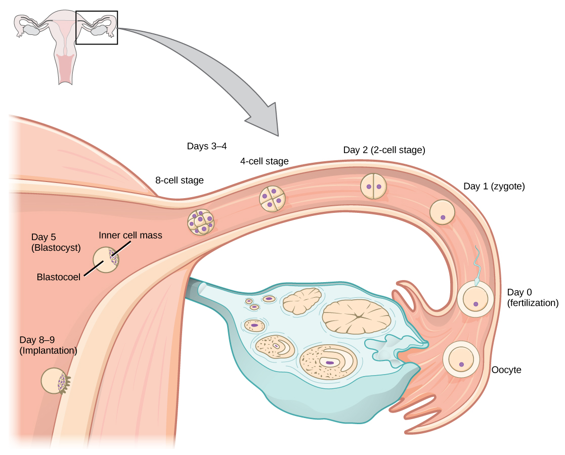 Human Pregnancy And Birth · Biology 8369