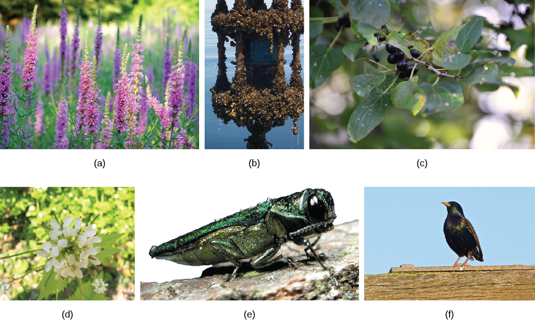 Photo A shows purple loosestrife, a tall, thin purple flower. Photo B shows many tiny zebra mussels attached to a manmade object in a lake. Photo C shows buckthorn, a bushy plant with yellow flowers. Photo D shows garlic mustard, a small plant with white flowers. Photo E shows an emerald ash borer, a bright green insect resembling a cricket. Photo F shows a starling.