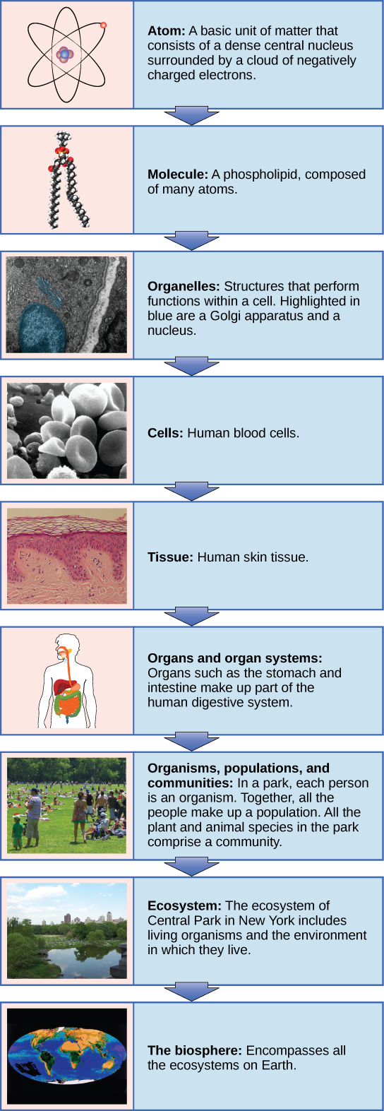 Themes and Concepts of Biology · Concepts of Biology