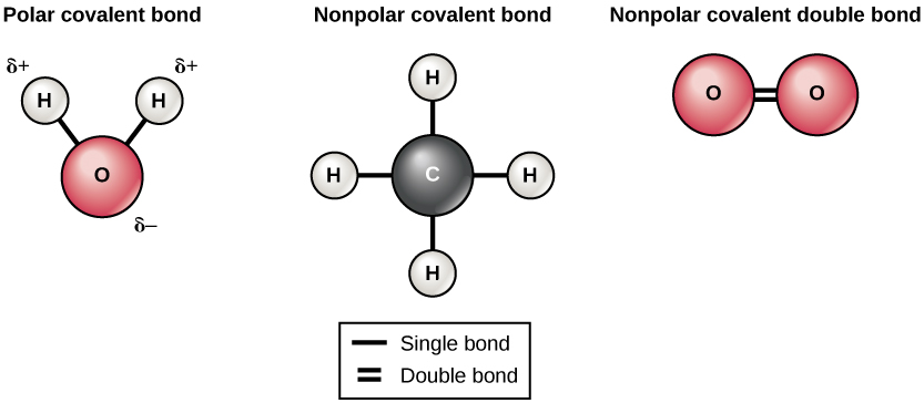 The Building Blocks of Molecules · Concepts of Biology