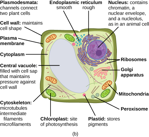 Eukaryotic Cells · Concepts of Biology