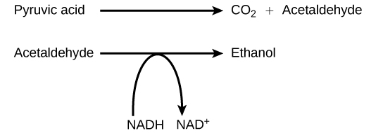 fermentation-concepts-of-biology