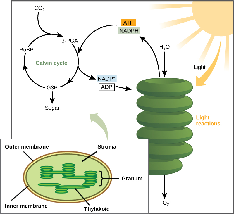 the-calvin-cycle-concepts-of-biology