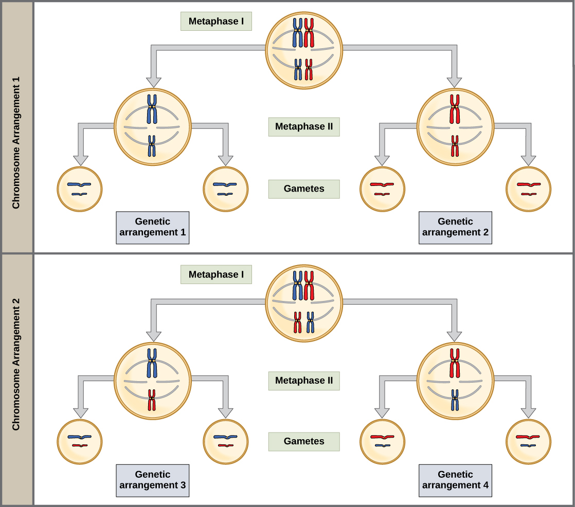 How Many Chromosomes Are In Human Gametes